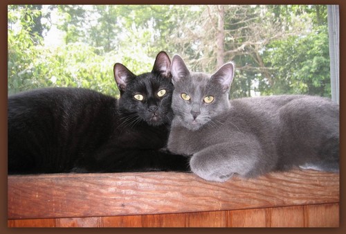 Grey Cat and Black Cat