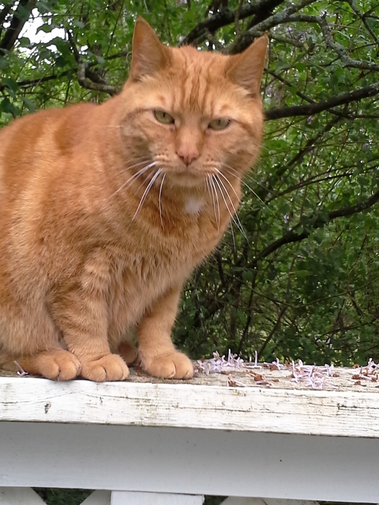 Marmalade